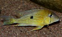 <i>Geophagus taeniopareius</i>