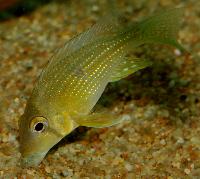 <i>Geophagus taeniopareius</i>