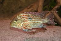 <i>Geophagus sveni</i>