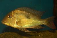 <i>Geophagus</i> sp. 'Rio Branco'