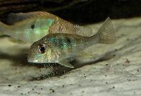 <i>Geophagus</i> sp. 'Gurupi'