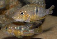 <i>Gymnogeophagus terrapurpura</i>