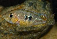 <i>Gymnogeophagus terrapurpura</i>