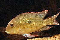 <i>Geophagus</i> sp. "araguaia-orange head"