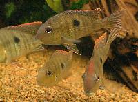 <i>Geophagus</i> sp. "araguaia-orange head"