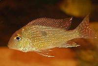 <i>Geophagus</i> sp. 