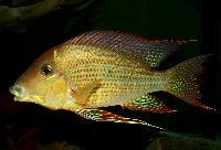 <i>Geophagus neambi</i>