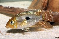 <i>Geophagus</i> sp.aff. 'brasiliensis bahia blue'