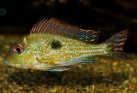 <i>Geophagus megasema</i>