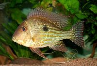 <i>Geophagus abalios</i>