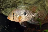 <i>Geophagus brasiliensis</i>