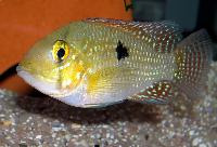 <i>Geophagus</i> sp. "bahia red"