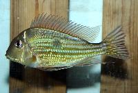 <i>Geophagus winemilleri</i>