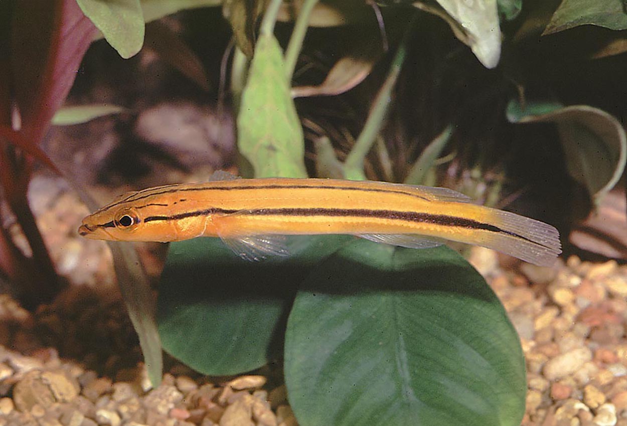 Foto på fisken Crenicichla sp. 'xingu 1'