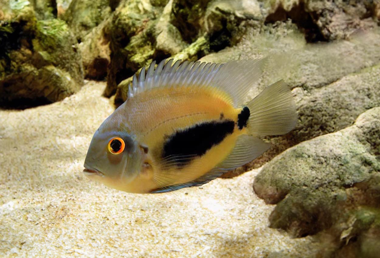 Foto på fisken Uaru amphiacanthoides