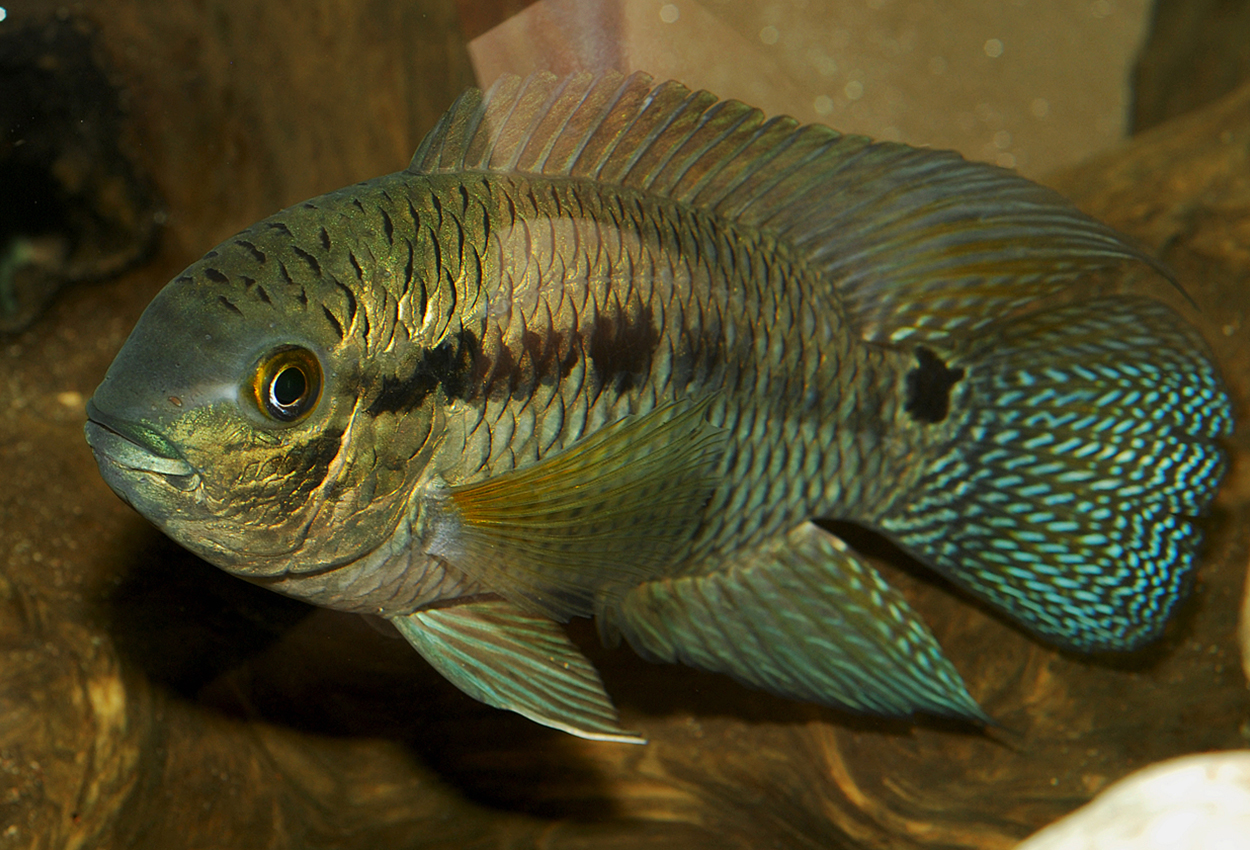 Foto på fisken Cichlasoma pusillum
