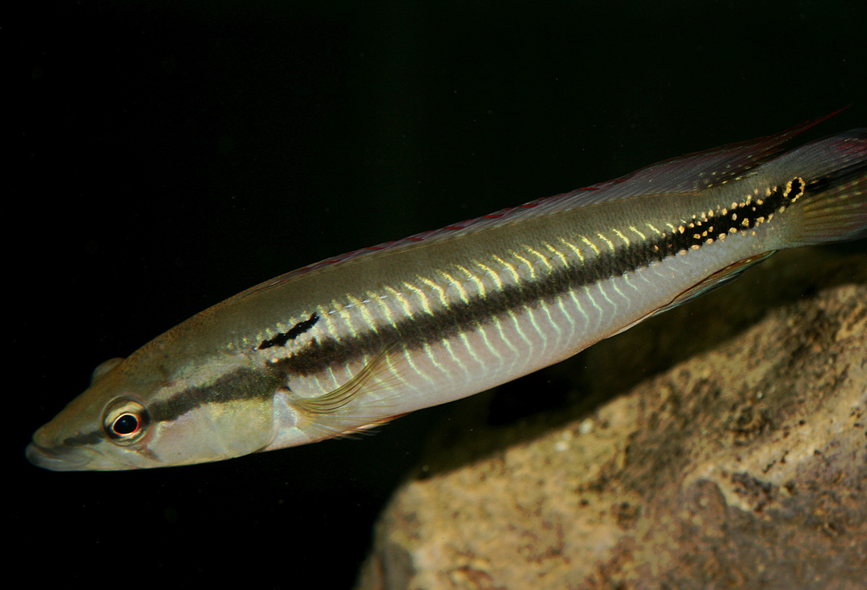 Casiquiare gäddciklid 
