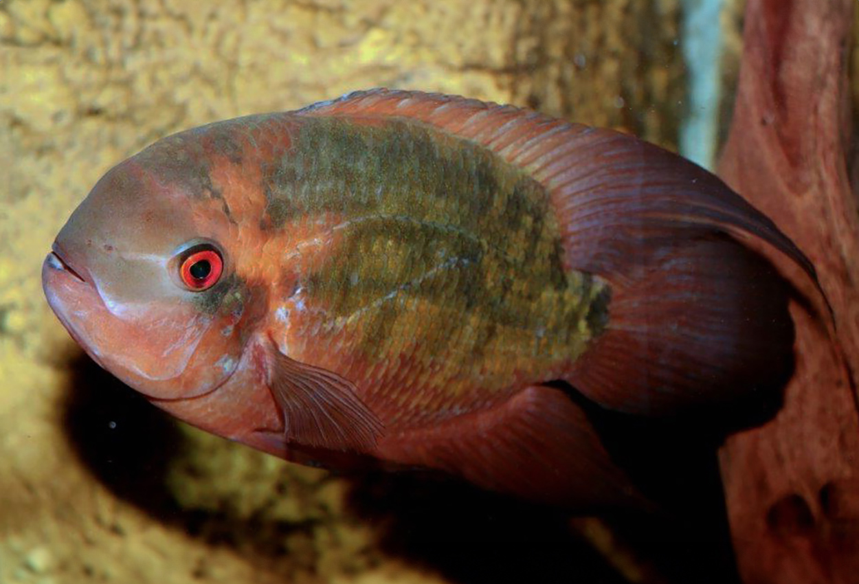 Foto på fisken Hypselecara temporalis
