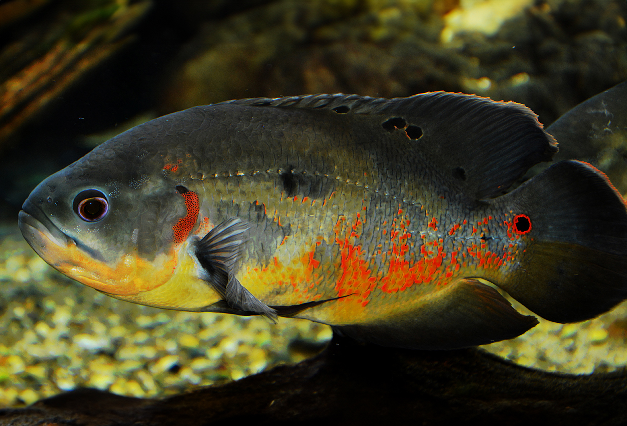 Foto på fisken Astronotus ocellatus