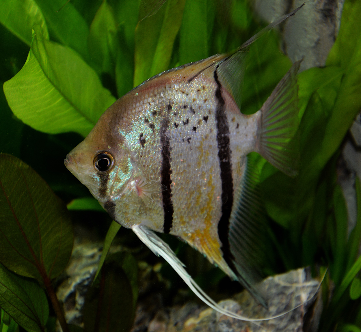 Pterophyllum scalare