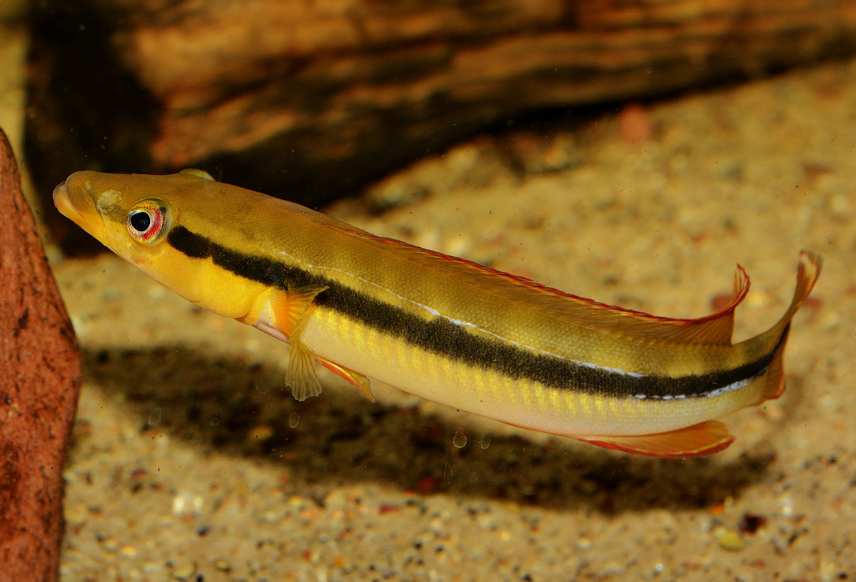 Foto på fisken Crenicichla ternetzi