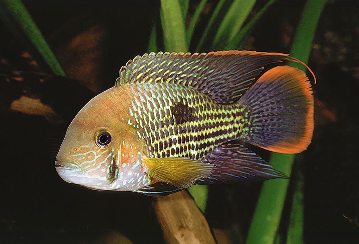 Foto på fisken Andinoacara rivulatus