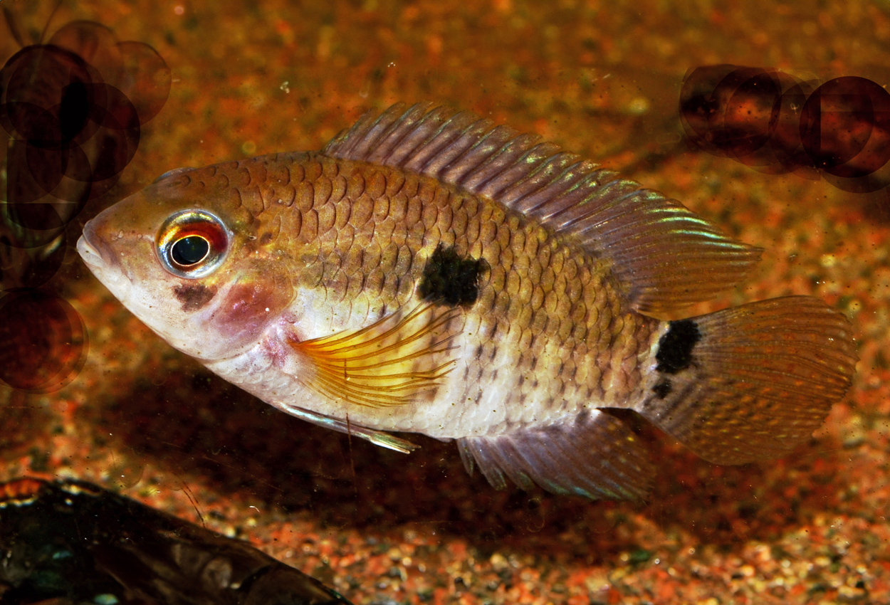 Foto på fisken Cichlasoma portalegrense