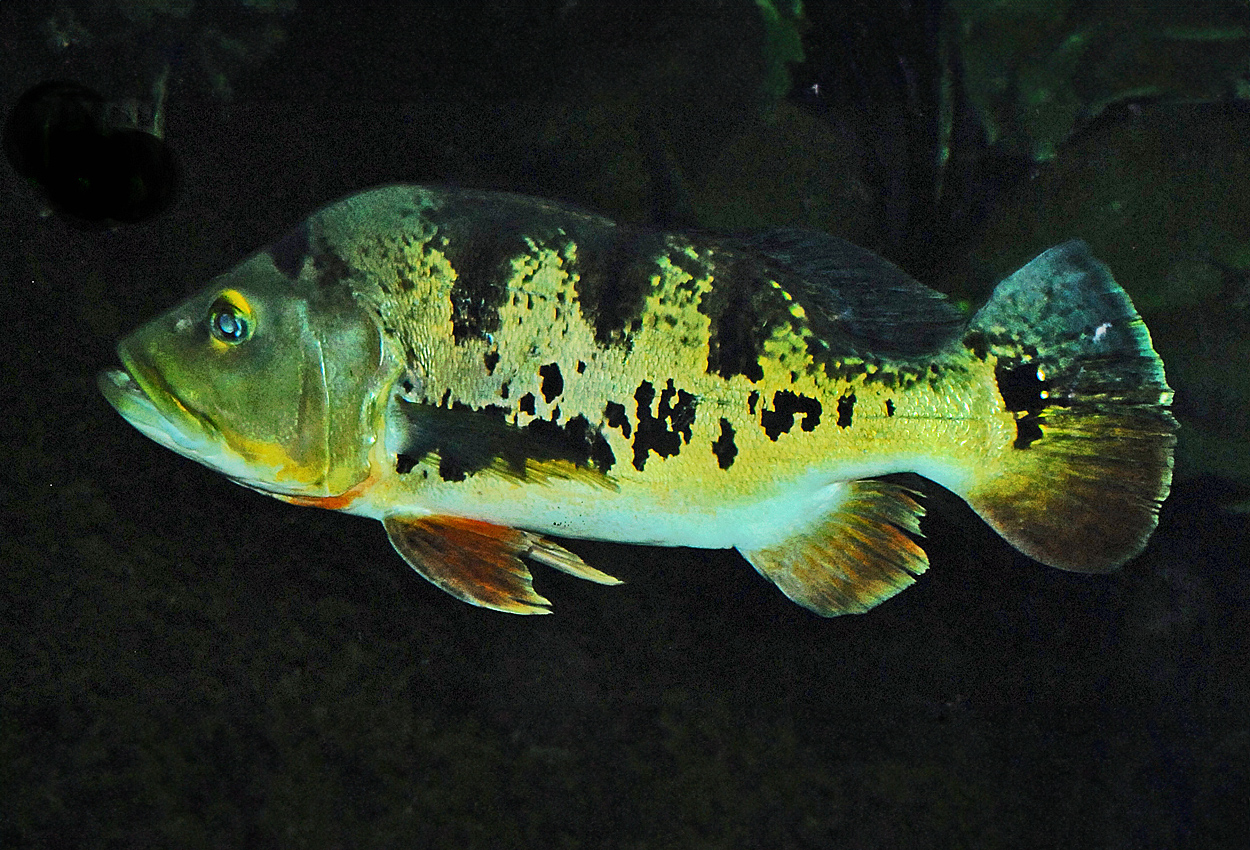 Monoculus/Tucunares påfågelciklid