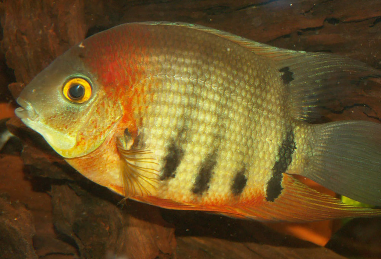 Red shoulder, Rot keil, rödskuldrad hantelciklid