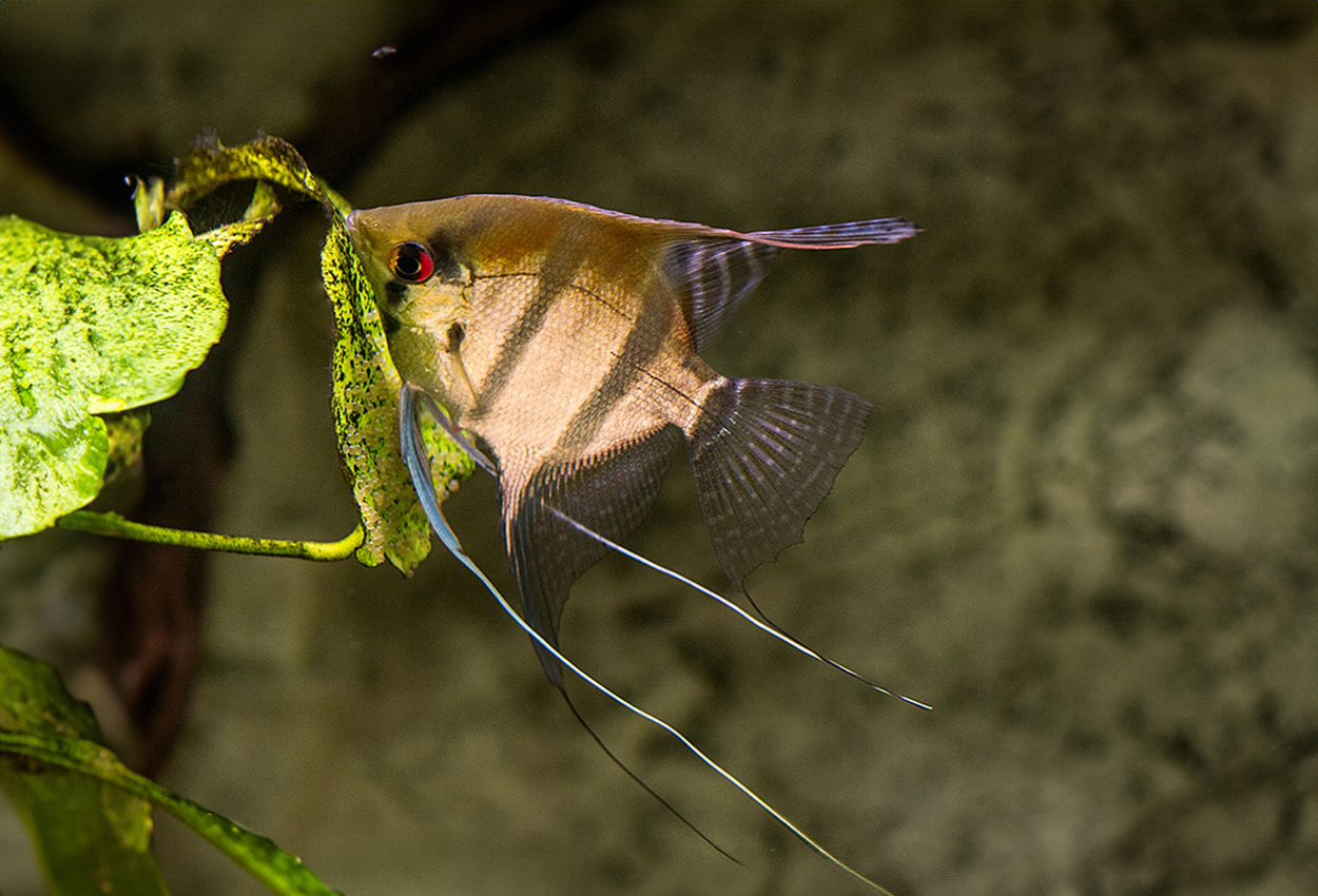 Foto på fisken Pterophyllum scalare