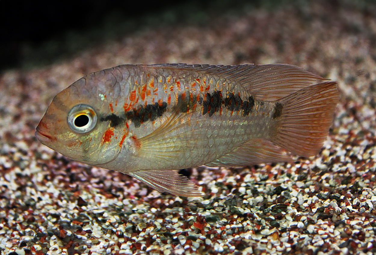 Xingu krobia, orangeprickig krobia 