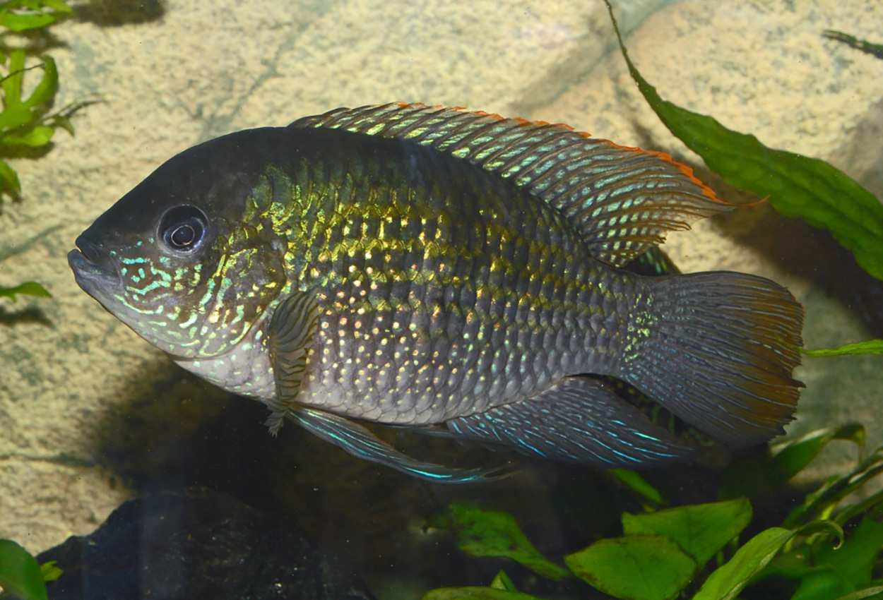 Foto på fisken Andinoacara pulcher