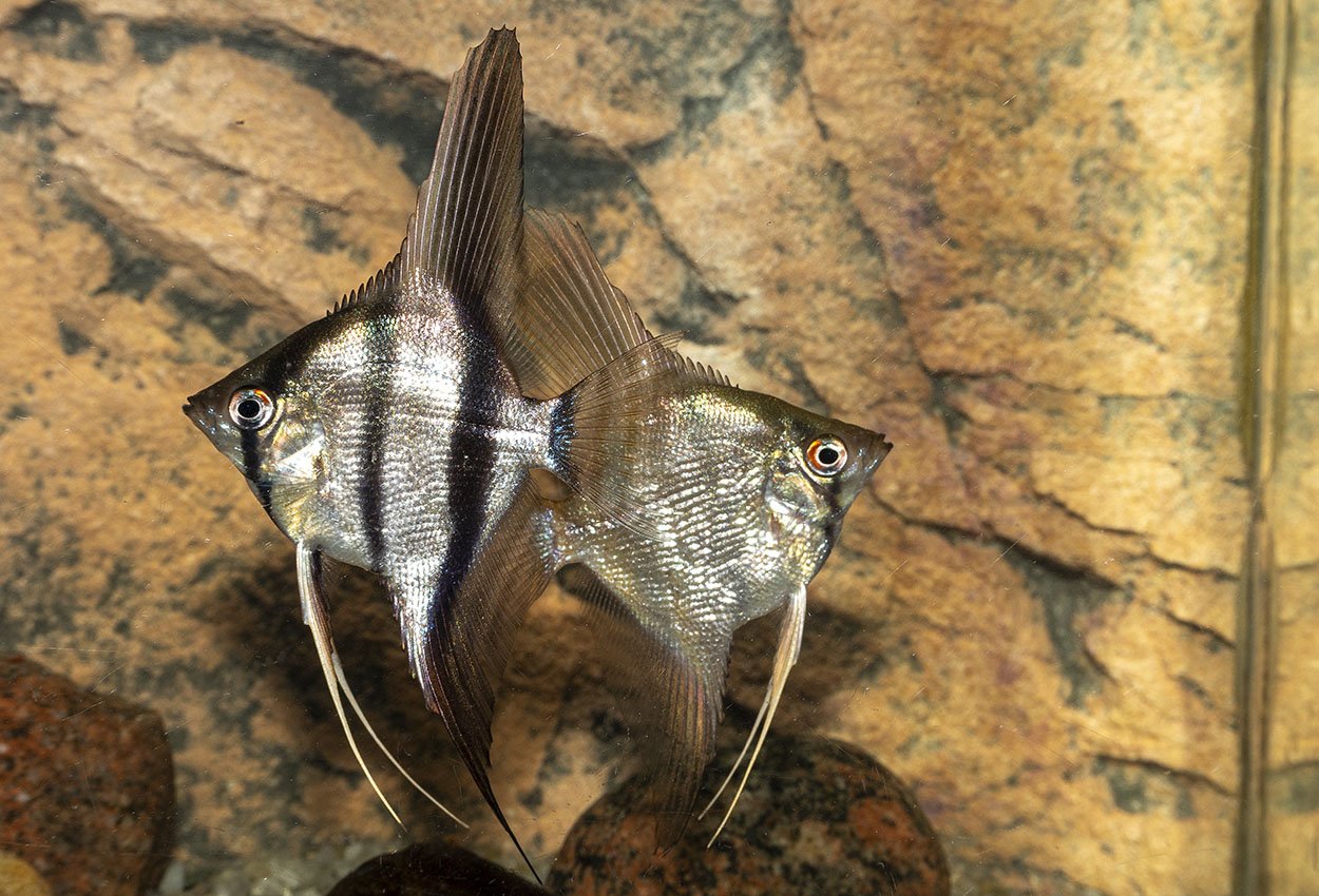 Foto på fisken Pterophyllum scalare