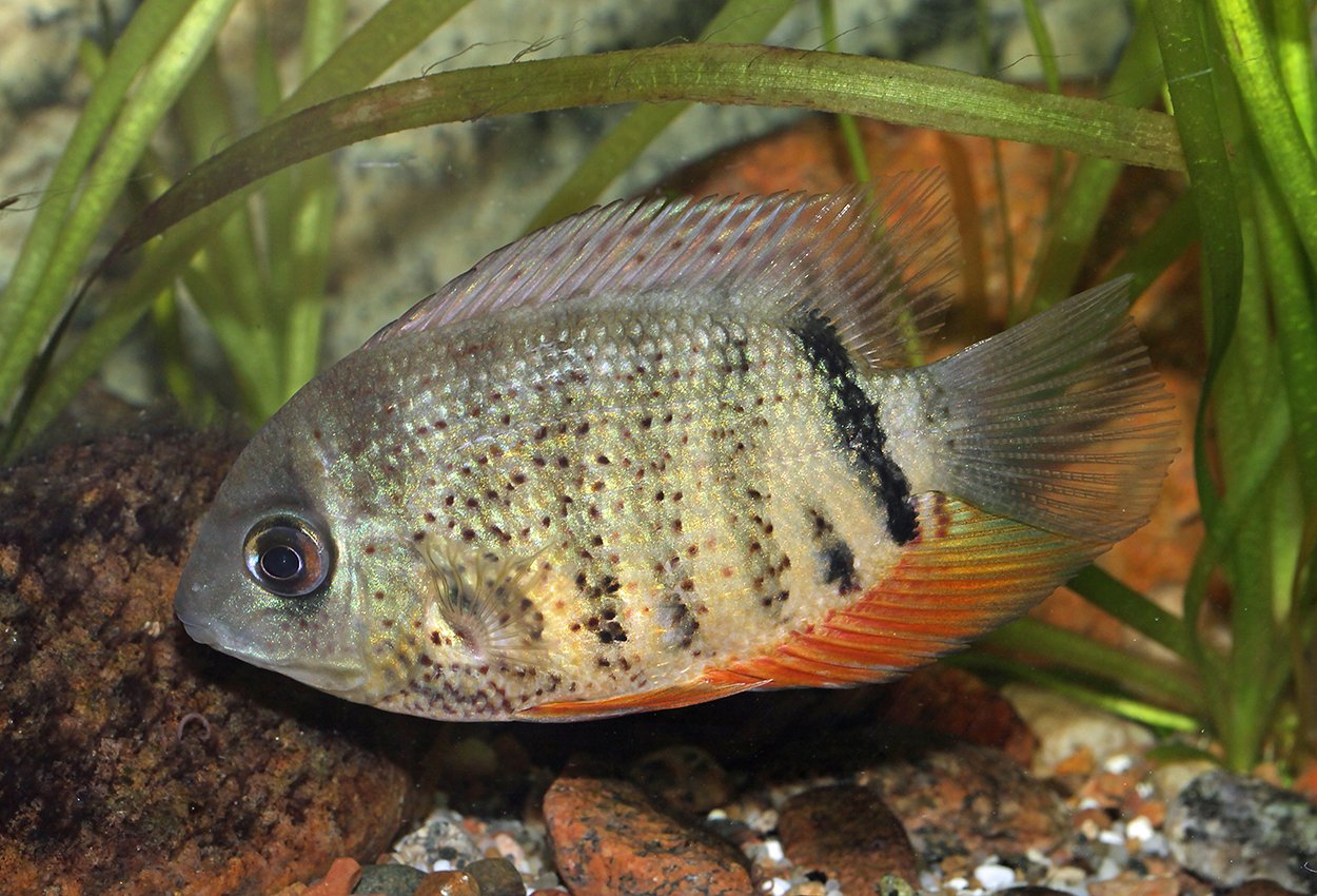 Hanteciklid, severum, bandad ciklid