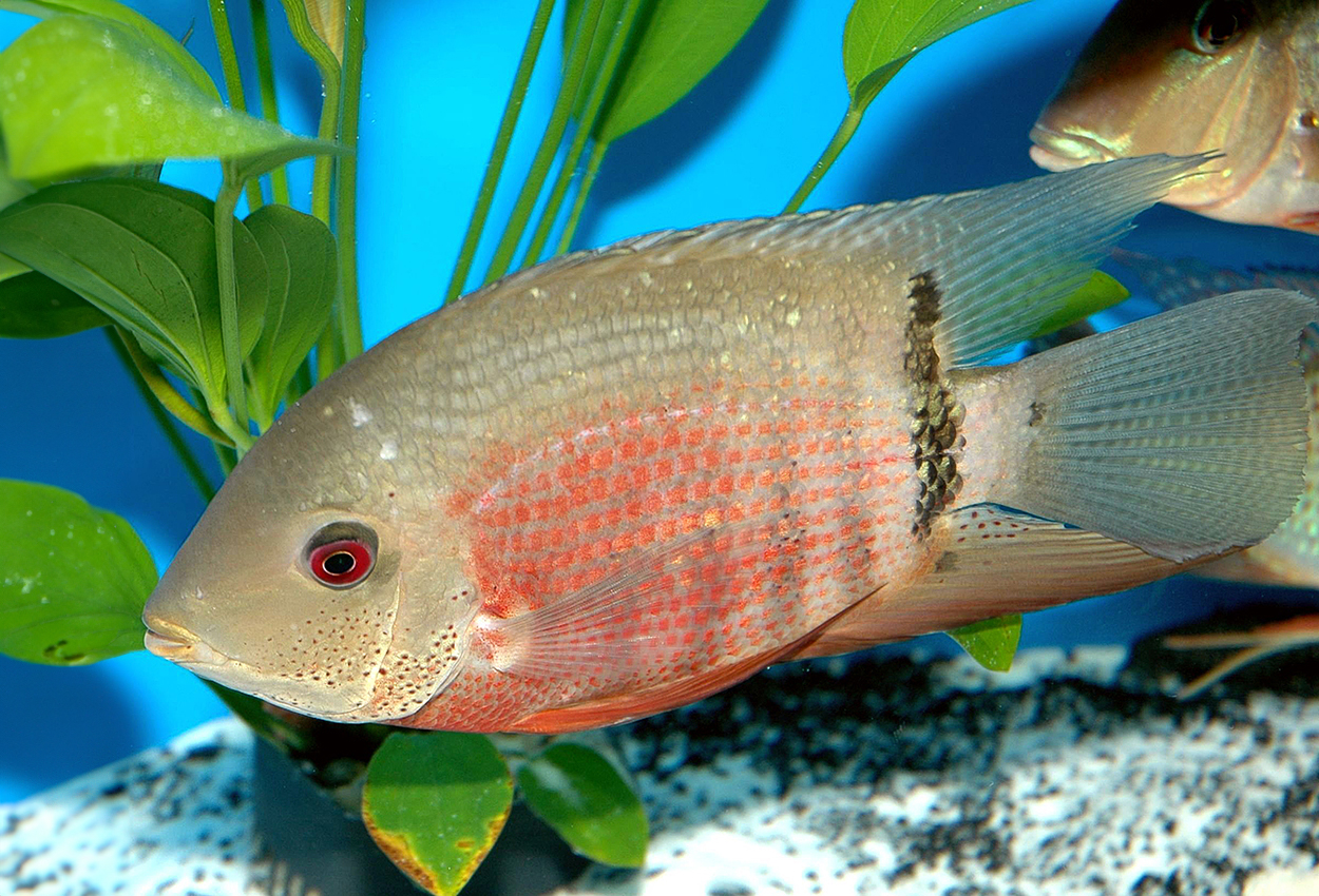 Hanteciklid, severum, bandad ciklid