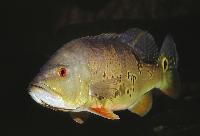 <i>Cichla ocellaris</i>