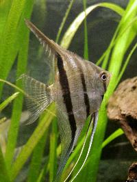 <i>Pterophyllum scalare</i>