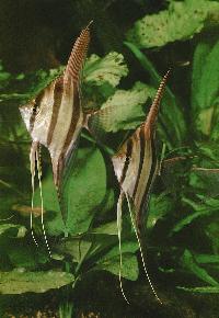 <i>Pterophyllum altum</i>