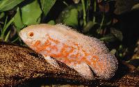 <i>Astronotus ocellatus</i>