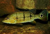 <i>Cichla melaniae</i>