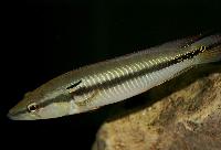 <i>Crenicichla</i> sp. 'casiquiare' 