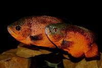 <i>Astronotus ocellatus</i>, red-orange