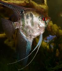 <i>Pterophyllum scalare</i>