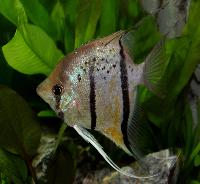 <i>Pterophyllum scalare</i>