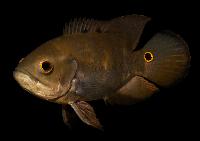 <i>Astronotus ocellatus</i>