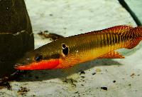 <i>Crenicichla zebrina</i>