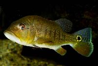 <i>Cichla pinima</i>