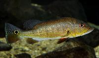 <i>Cichla pinima</i>