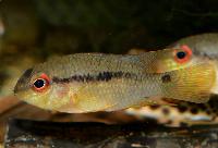 <i>Krobia</i> sp. 'red eyes'