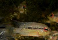 <i>Krobia</i> sp. 'red eyes'